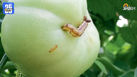 Bollworm