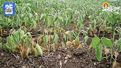 Climate Change And Agriculture