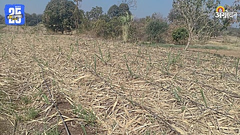 Sugarcane Farming