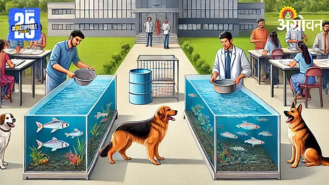 Fish Farming