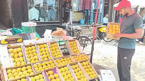 Devgad Ratnagiri Mango