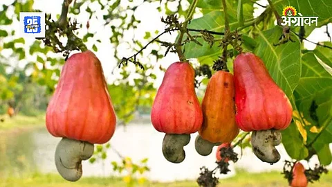 Cashew Subsidy