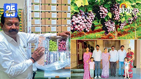 Grape Farming