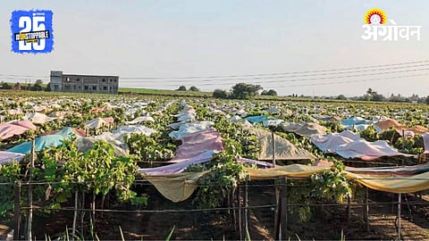 Grape Crop Protection