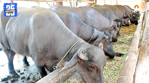 Livestock