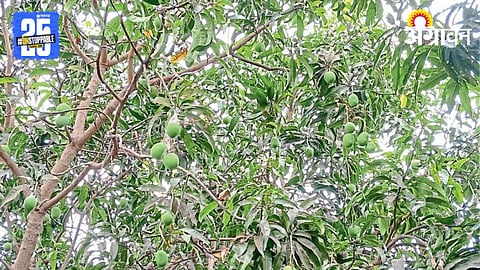 Crop Damage