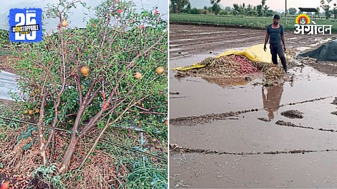 Crop Damage