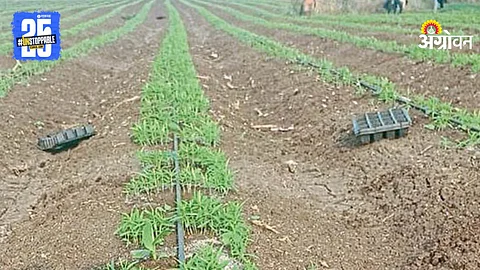 Banana Tissue Culture