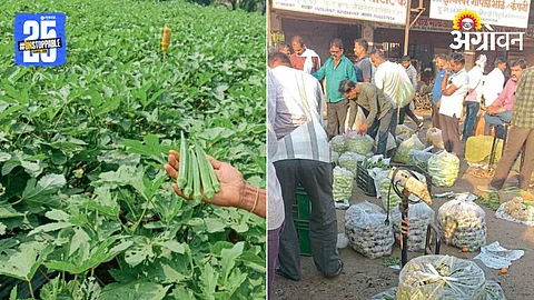 Okra Farming