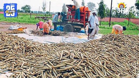 Jowar Threshing