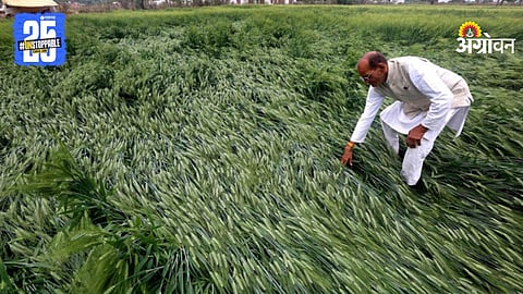 Crop Damage