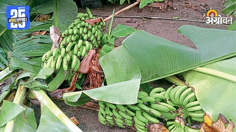 Banana Crop Damage