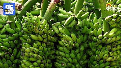Banana