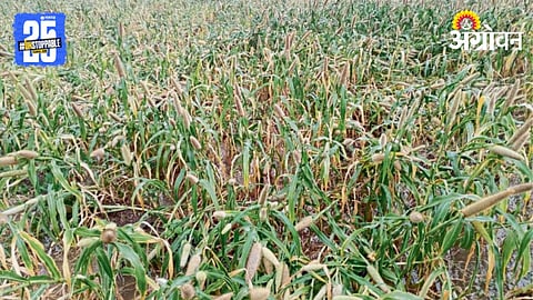 Crop Damage