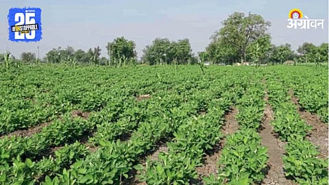 Groundnut Farming