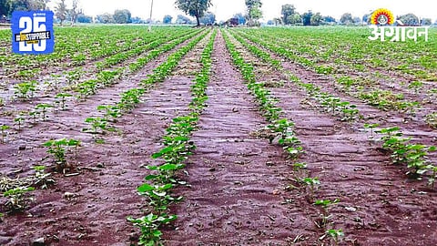 Cotton Cultivation