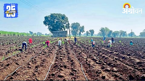 Sugarcane Cultivation