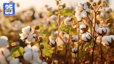Cotton Farming