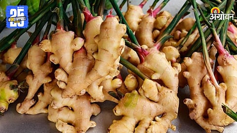 Ginger Seeds