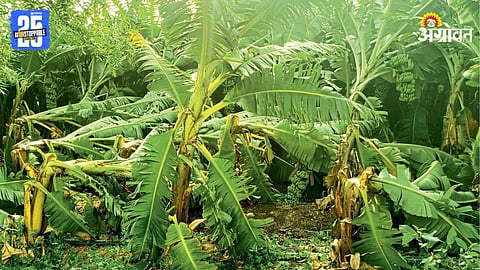 Banana Crop Damage