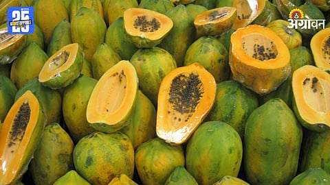 Papaya