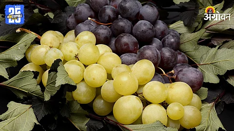 Grape