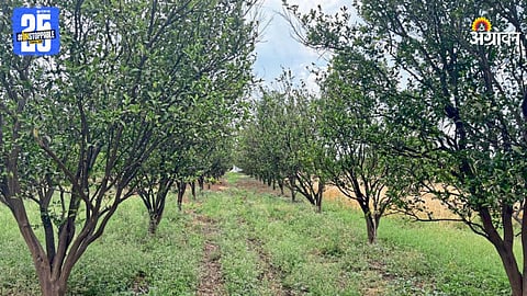 Orange Orchard