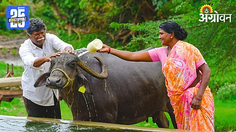 Dairy Farming
