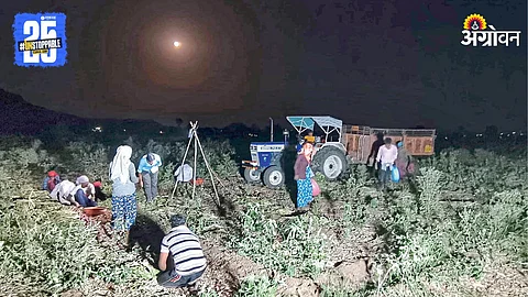 Onion Harvesting