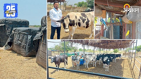 Dairy Farming