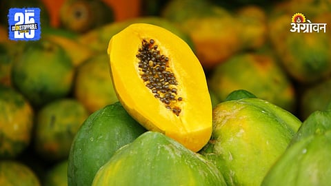 Papaya