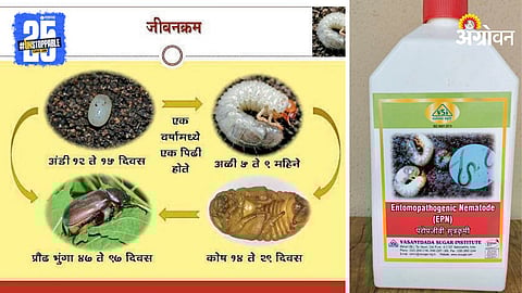 Life Cycle of the Humani Worm and EPN