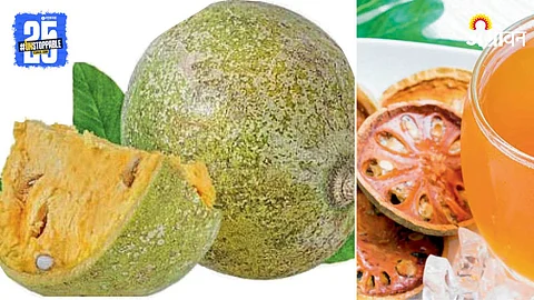 Bael Fruit