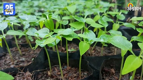Papaya Sapling