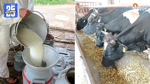 Dairy Farming