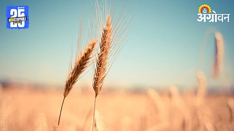 Wheat Farming