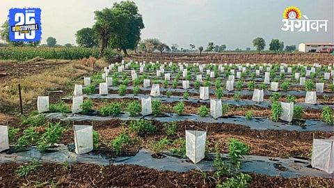 Banana Crop Cover