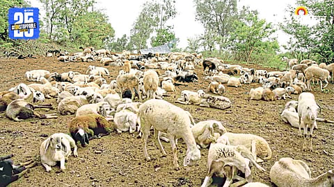 Animal Husbandry