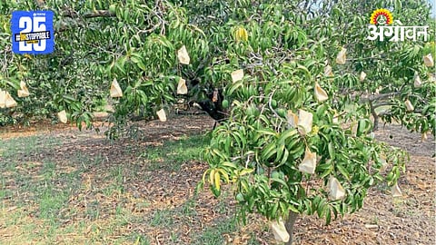 Mango Crop Protection