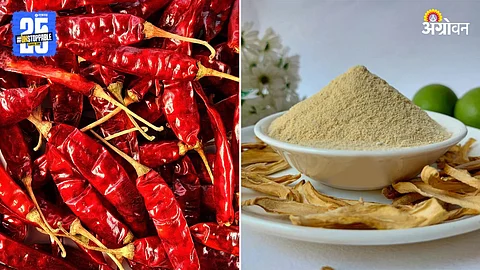 Chilli and Amchur