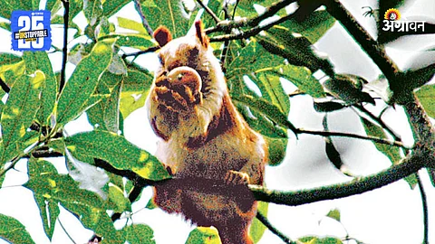 Wildlife