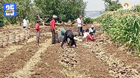 Ginger Farming