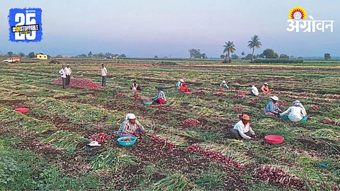 Onion Harvesting