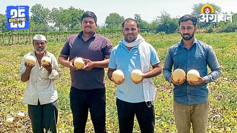 Muskmelon Farming