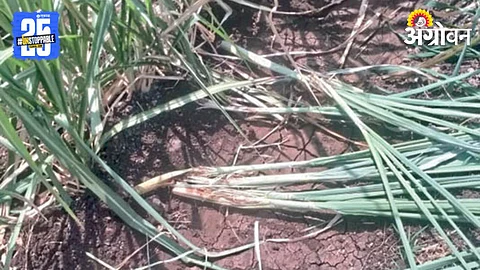 Wild Boar Crop Damage