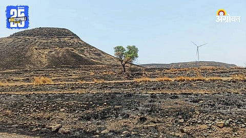 Forest Fire