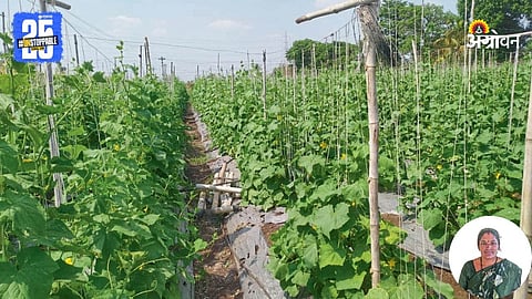 Cucumber Farming