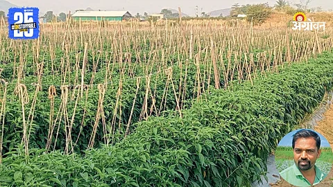 Chilli Farming