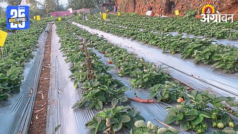 Strawberry Farming