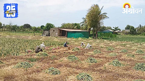 Onion Harvesting